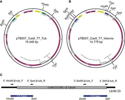 Effective Genome Editing in Leishmania (Viannia) braziliensis Stably Expressing Cas9 and T7 RNA Polymerase